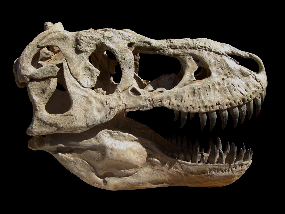 Челюсть рептилий. Череп тарбозавра. Tarbosaurus BATAAR. Череп тарбозавра и тираннозавра. Тарбозавр скелет.