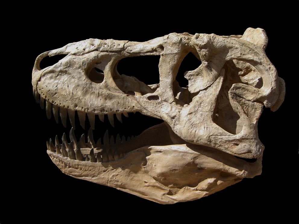 Про тарбозавра. Тарбозавр. Tarbosaurus BATAAR. Тарбозавр скелет. Кости динозавров Тарбозавр.