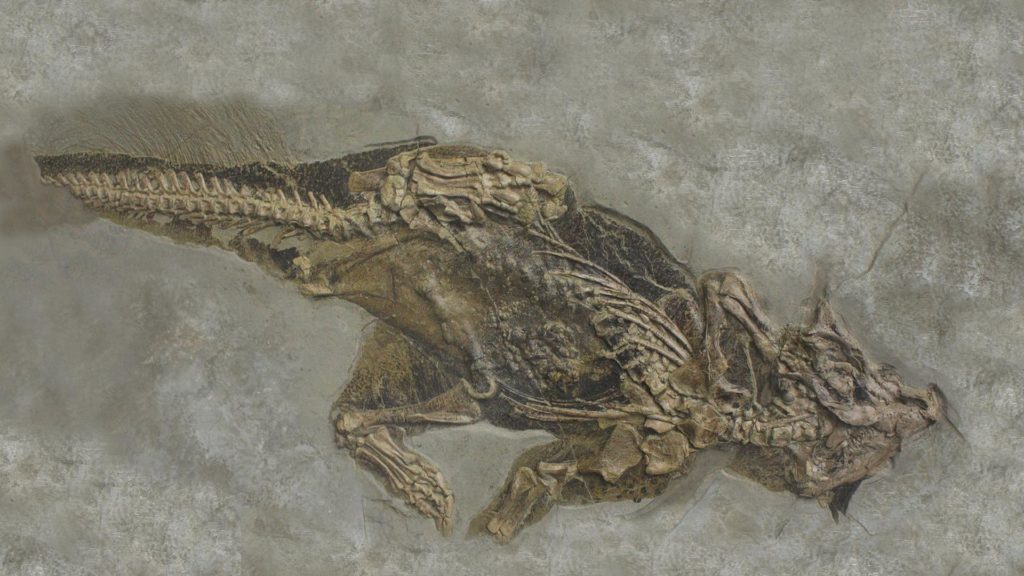 Psittacosaurus cast