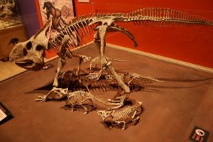 Dinosaur Eggs and Babies exhibition