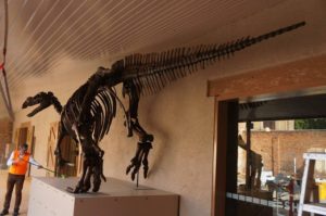 Dinosaur skeleton cast